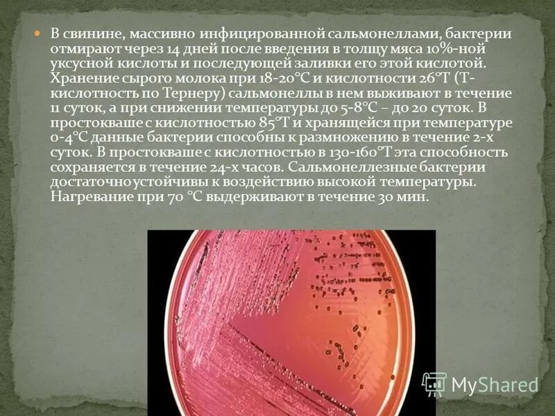 цикл развития сальмонеллы. цикл сальмонелл где происходит. возбудитель гастроинтестинальной формы сальмонеллеза. сальмонелла тифи патогенез. осложнения генерализованной формы сальмонеллеза.