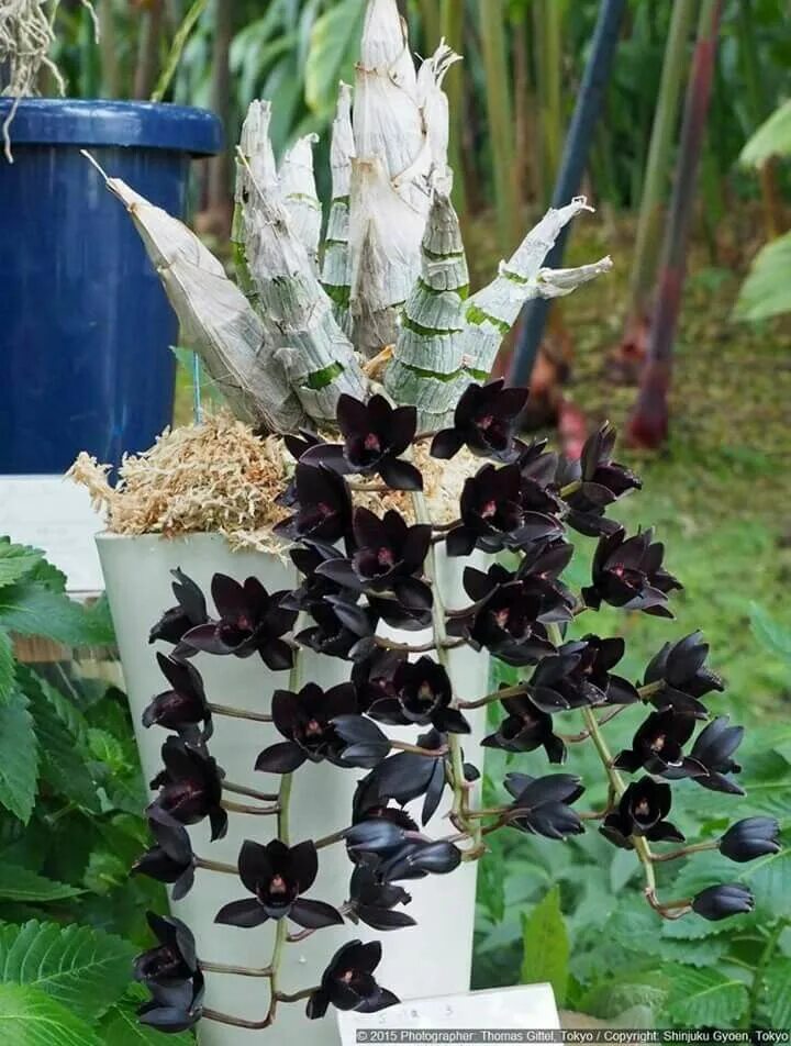 Dtps. Black Pearl Cascade - Orchids, orchid care substrates, Orchidarium