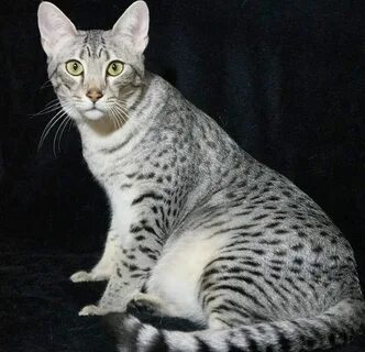 Натуральная кошка