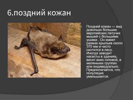 Кожан нн