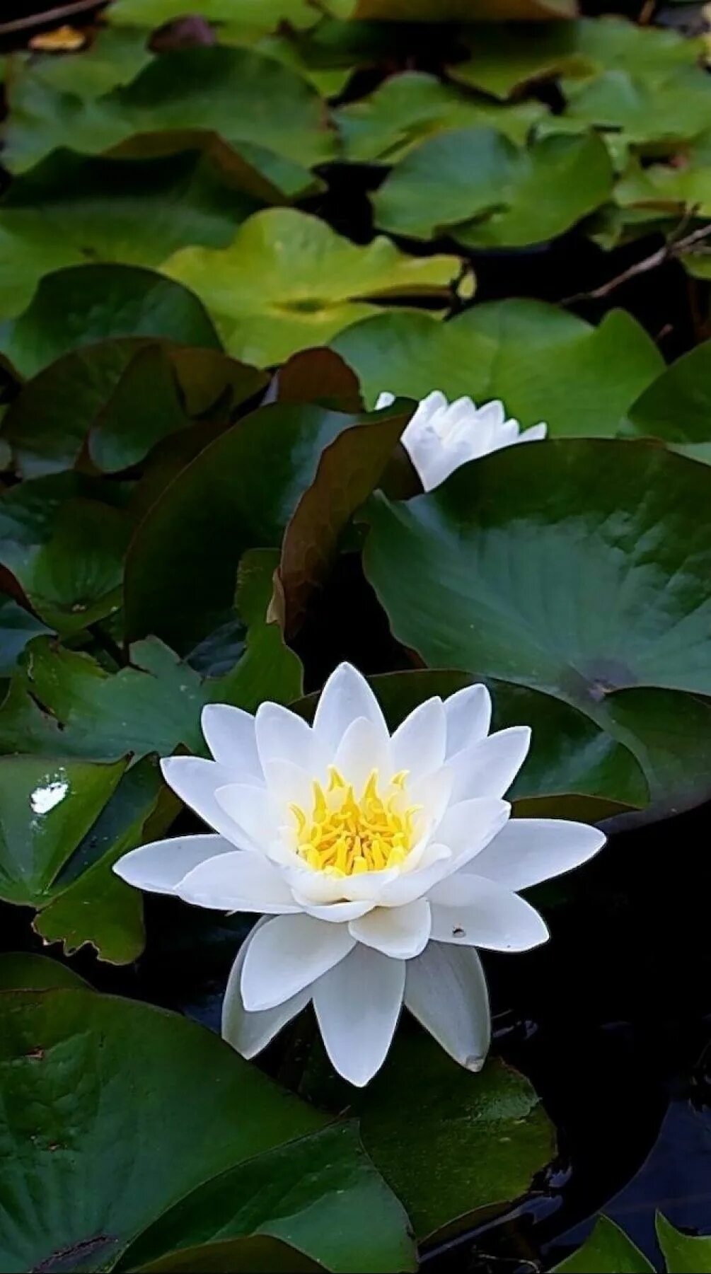 Белый лотос телефон. Кувшинка белая (nymphaea alba). кувшинка лилия лотос. кувшинка белая (водяная лилия) лилия. нимфея лотус.