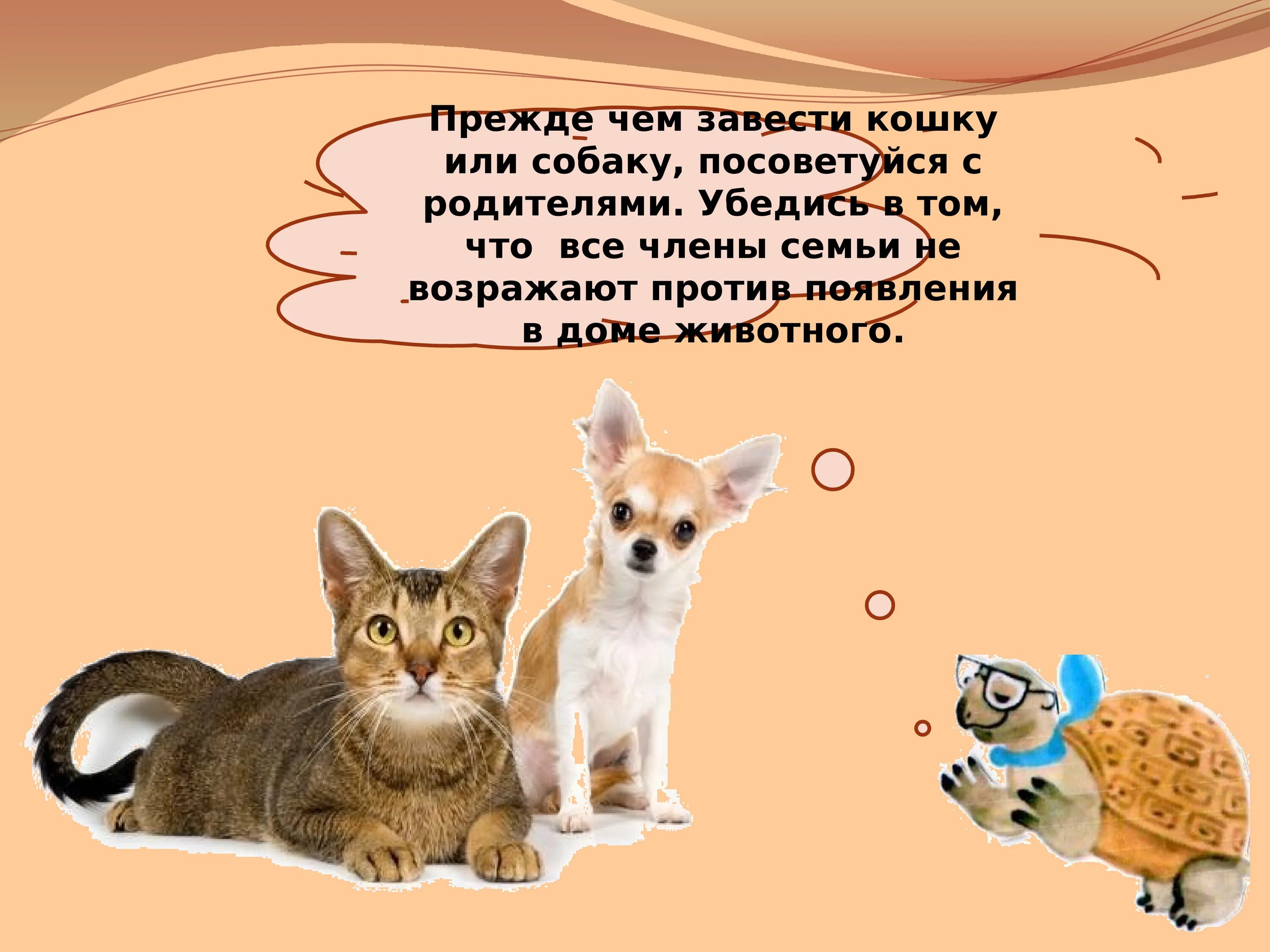 Заведи животных. Завести котенка. за что мы любим домашних животных. почему нужно завести кошку. почему люди заводят домашних питомцев.