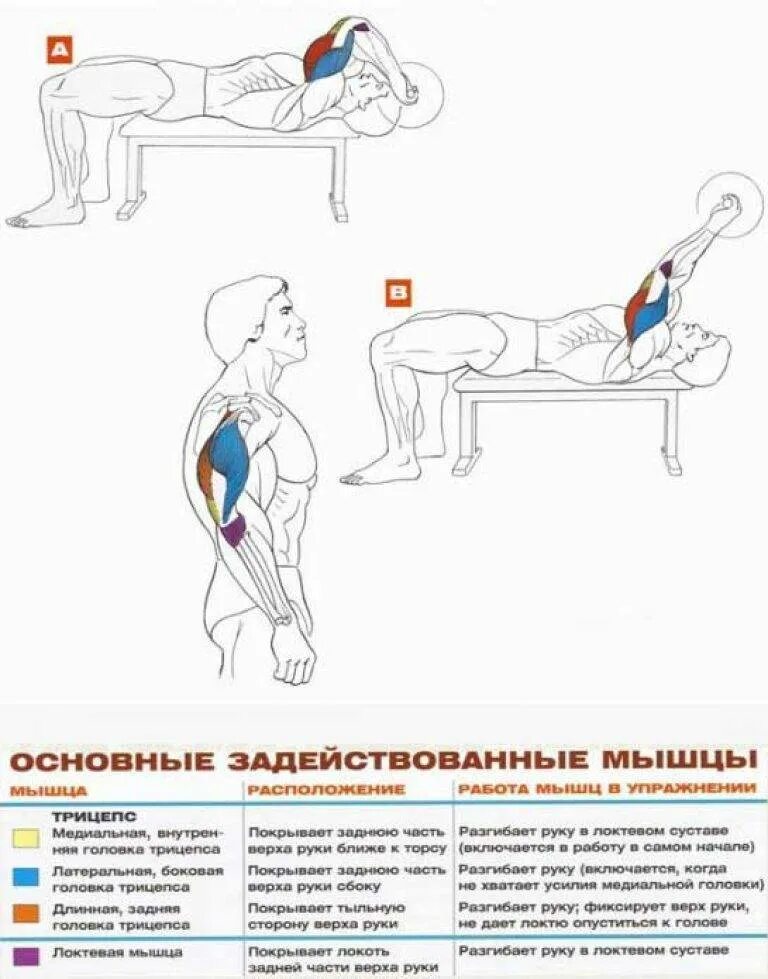 Как накачать длинную. Французский жим штанги лежа мышцы. Французский жим лежа техника выполнения. Французский жим штанги лежа на трицепс техника выполнения. Техника упражнения французский жим со штангой.