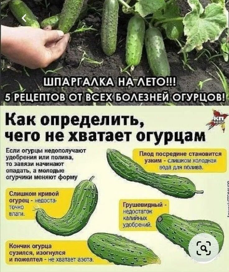 По листьям огурцов определить что им. Не хватает огурцам определить. определить чего не хватает огурцам. по форме огурца определить. формы для огурцов.