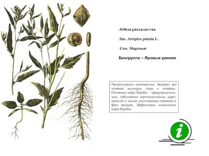 Признаки внешнего строения лебеды