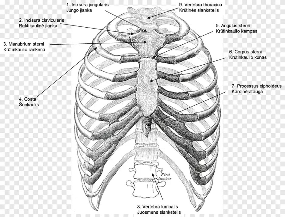 Реберные хрящи анатомия. Грудная клетка анатомия. Строение грудной клетки. Ребра с подписями.