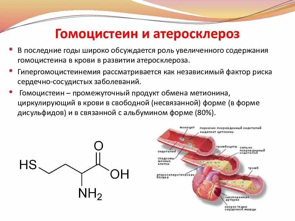 Гомоцистеин фактор риска атеросклероза. Гомоцистеин и витамин в12. Гомоцистеин нормальные показатели. Гомоцистеинемия патогенез.