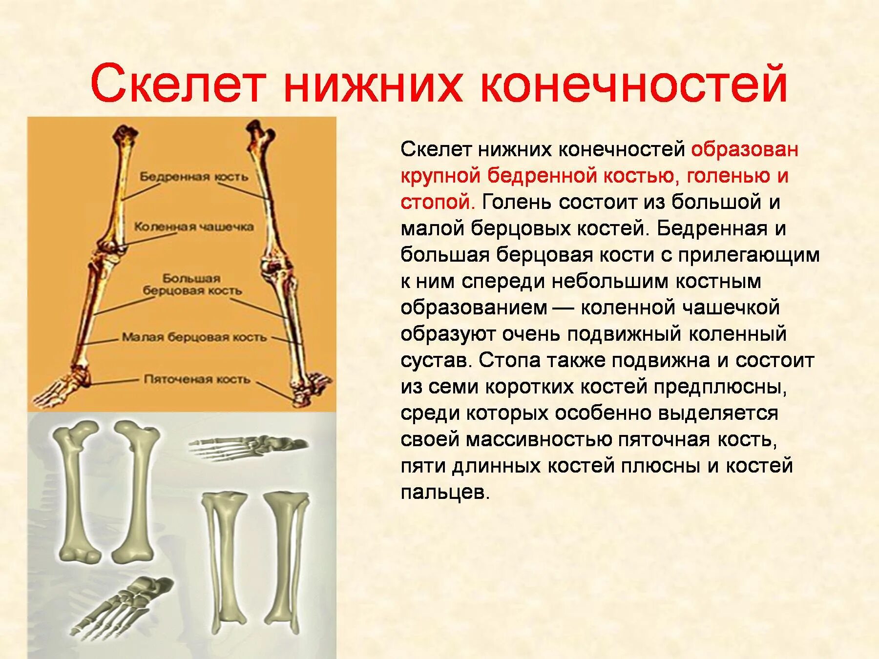 Где находится самый маленький кости. Большая берцовая и малая берцовая кости. скелет человека малая берцовая кость. берцовая и бедренная кости.