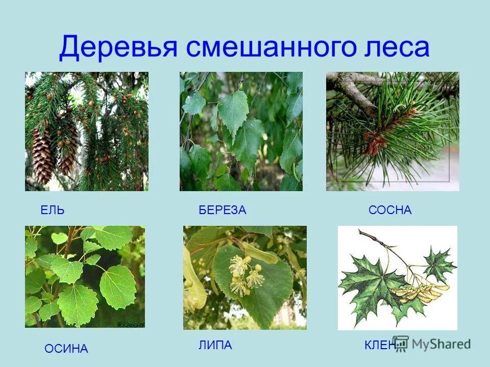 Представители деревьев