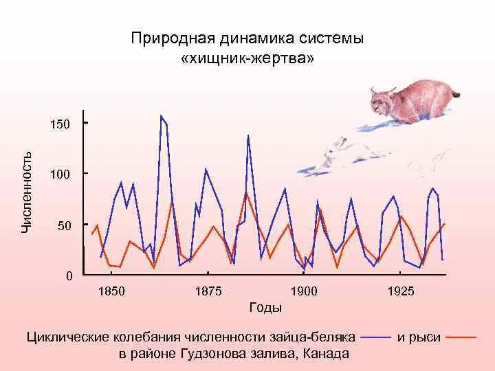 График колебания численности популяции. Популяционные волны в системе хищник жертва. Динамика численности хищника и жертвы. Колебания численности хищников и жертв.