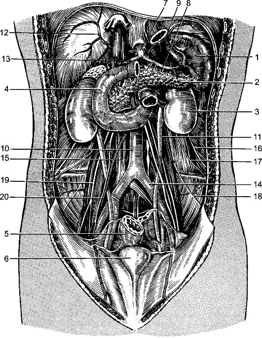 Расположение внутренних органов человека в брюшной. Анатомия брюшной полости селезенка. Брюшная полость Спланхнология. Строение внутренних органов человека брюшная полость. Спланхнология анатомия человека.