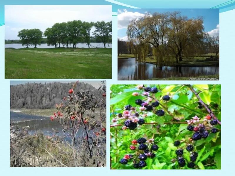 Водные богатства иркутской области 2 класс. Вода наш край. Водные богатства нашего края. Водные богатства Новгородской области.