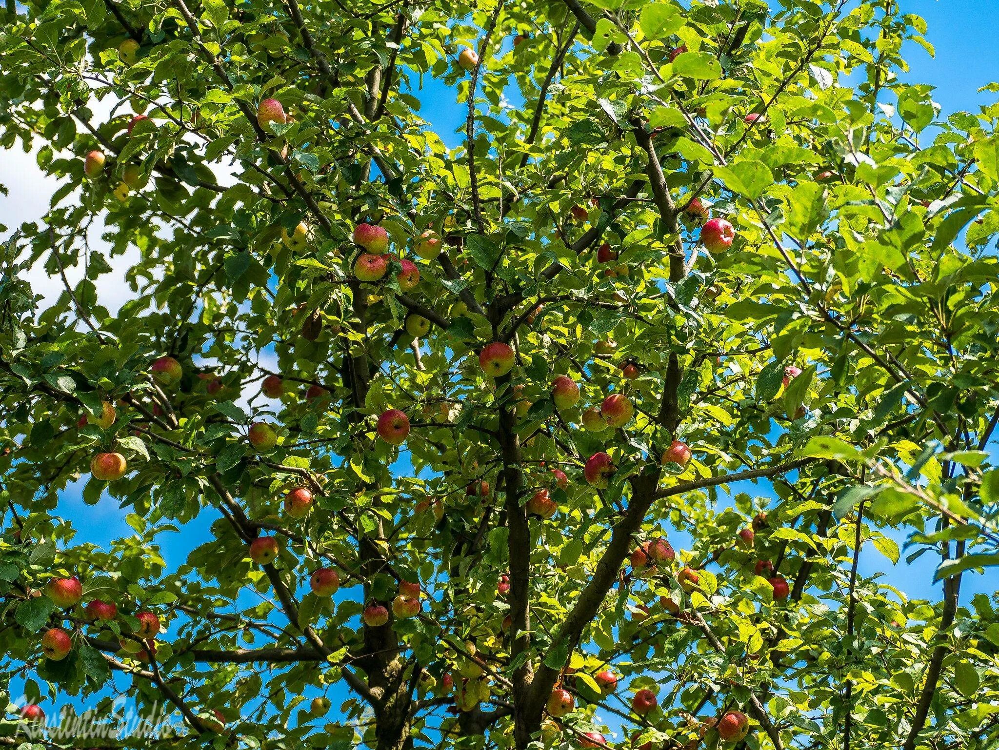 Яблоки дикая яблоня. Яблоня Лесная Malus Sylvestris. Яблоня Лесная (дичок). Яблоня дичка. Яблоня Лесная (Дикая) (Malus Sylvestris).