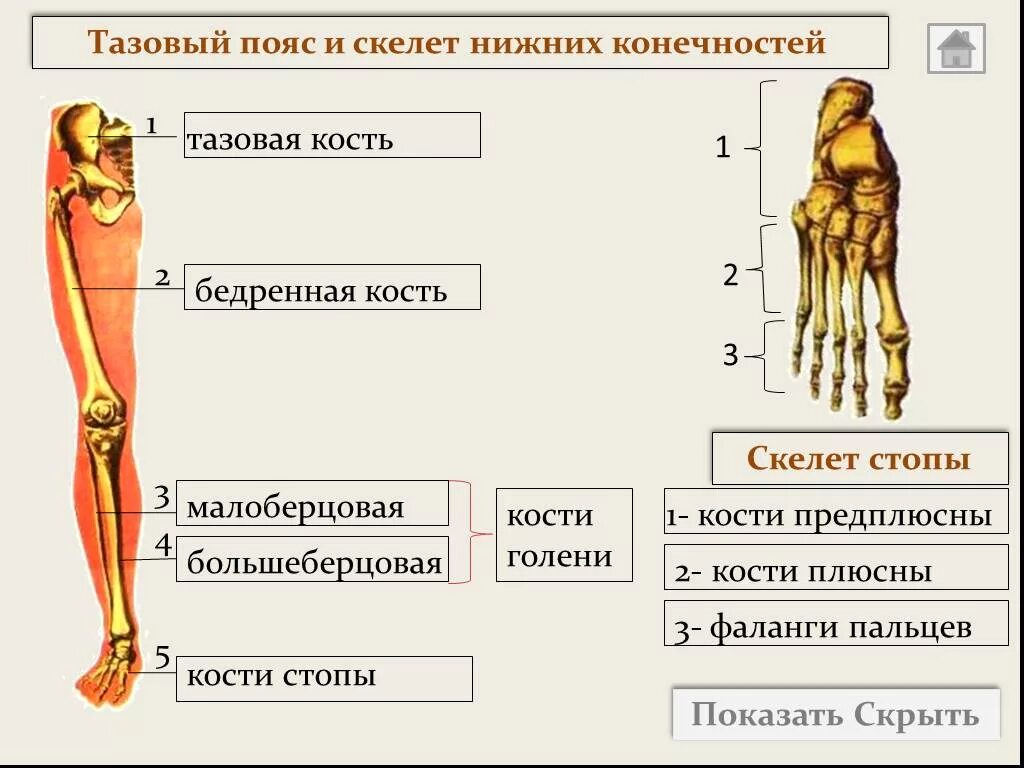 Относится нижних конечностей. Строение скелета пояса нижних конечностей. Скелет пояса нижних конечностей тазовый пояс. Отделы скелета нижней конечности человека. Скелет нижней конечности биология 8 класс.