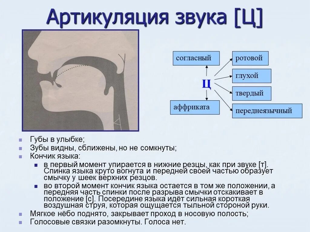 Звук д язык. Правильная артикуляция звука ц. Характеристика звука ц. Артикуляционный профиль звука ц. Характеристика звука ц в логопедии.