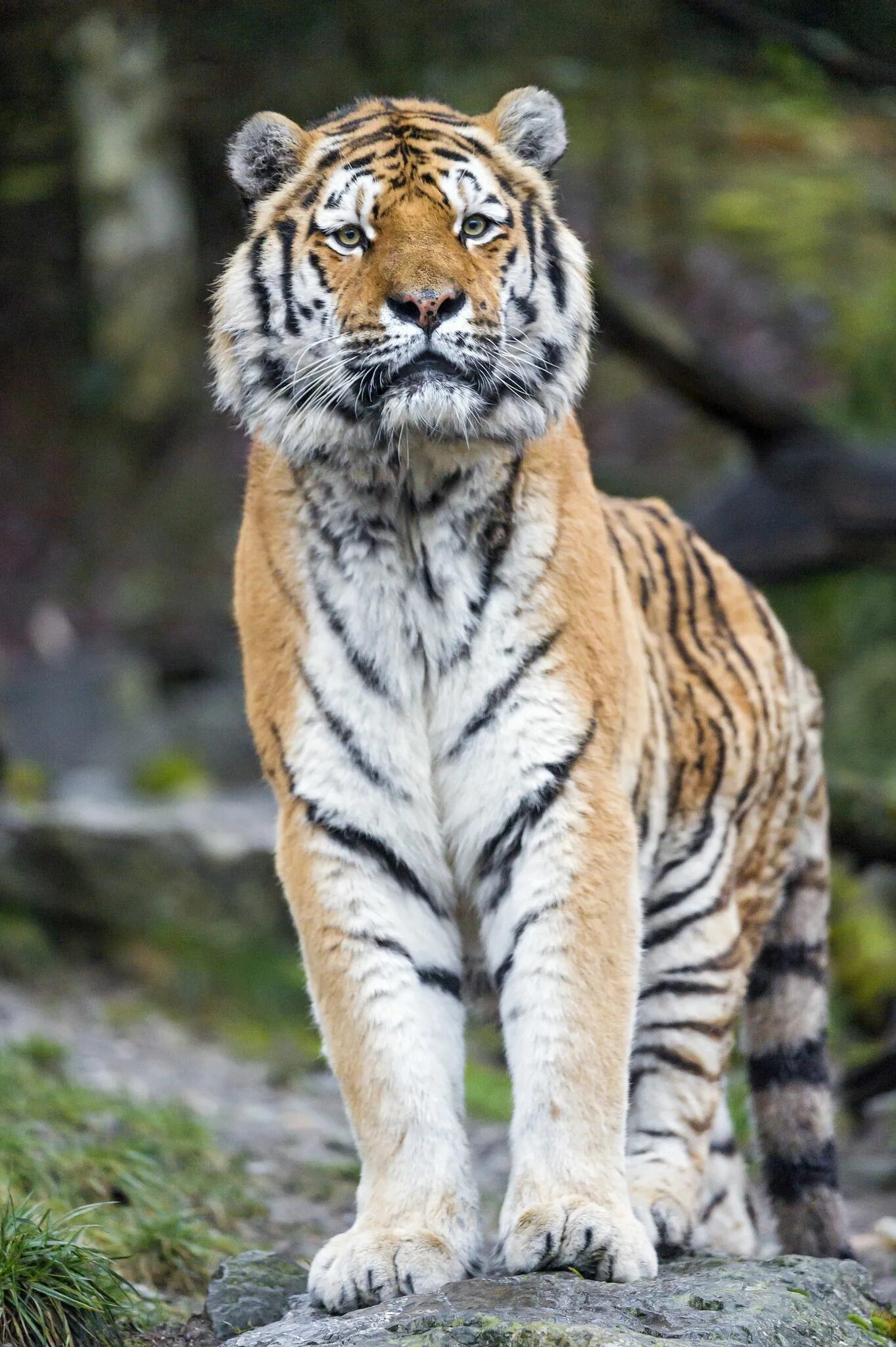 The tiger is large. Тигар. Тигр фото. Тигар мдаужлов. Тигар лёжа.