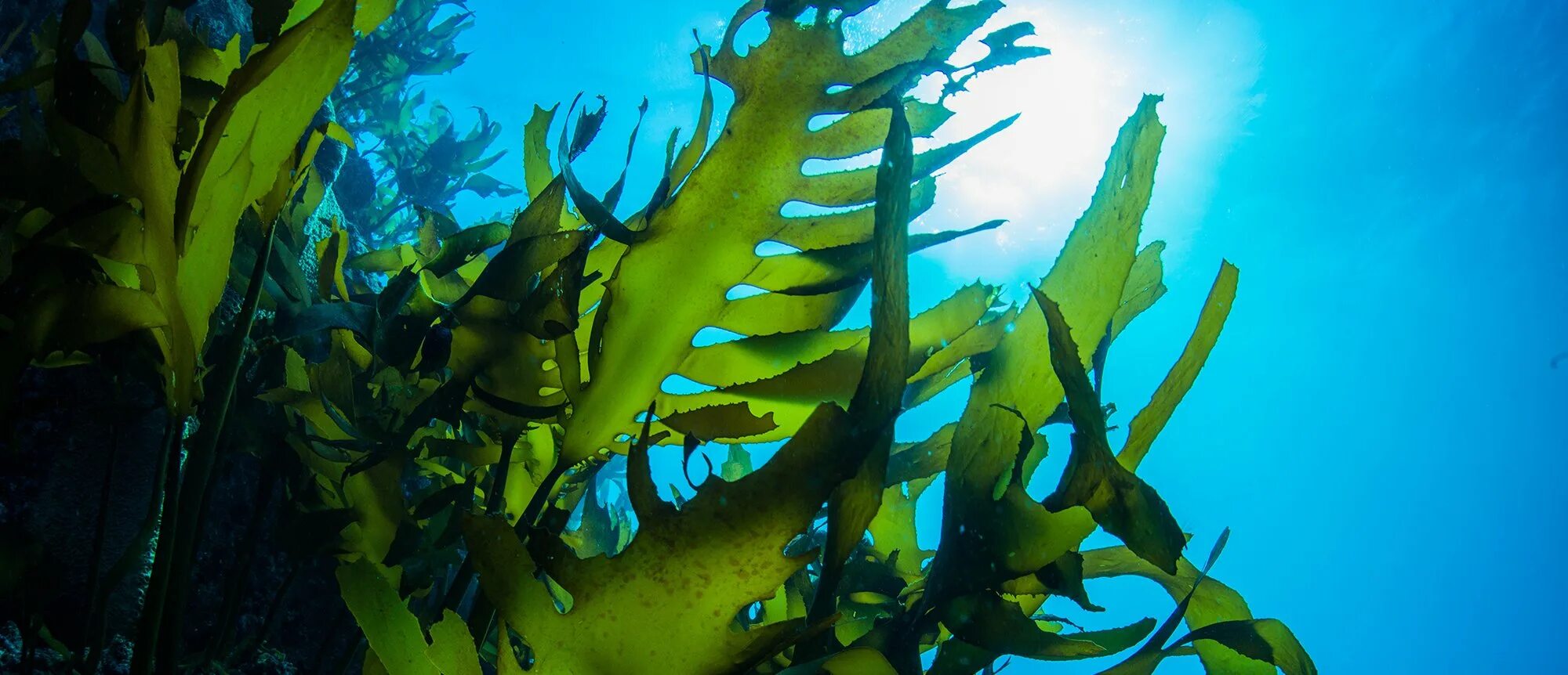 Ламинария это бурая водоросль. Морские водоросли келп. Водоросли келп ламинариевые. Водоросль морская капуста ламинария. Бурые водоросли ламинария.