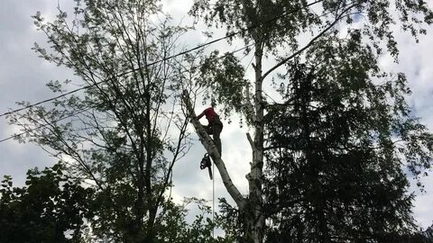 Убрать березы