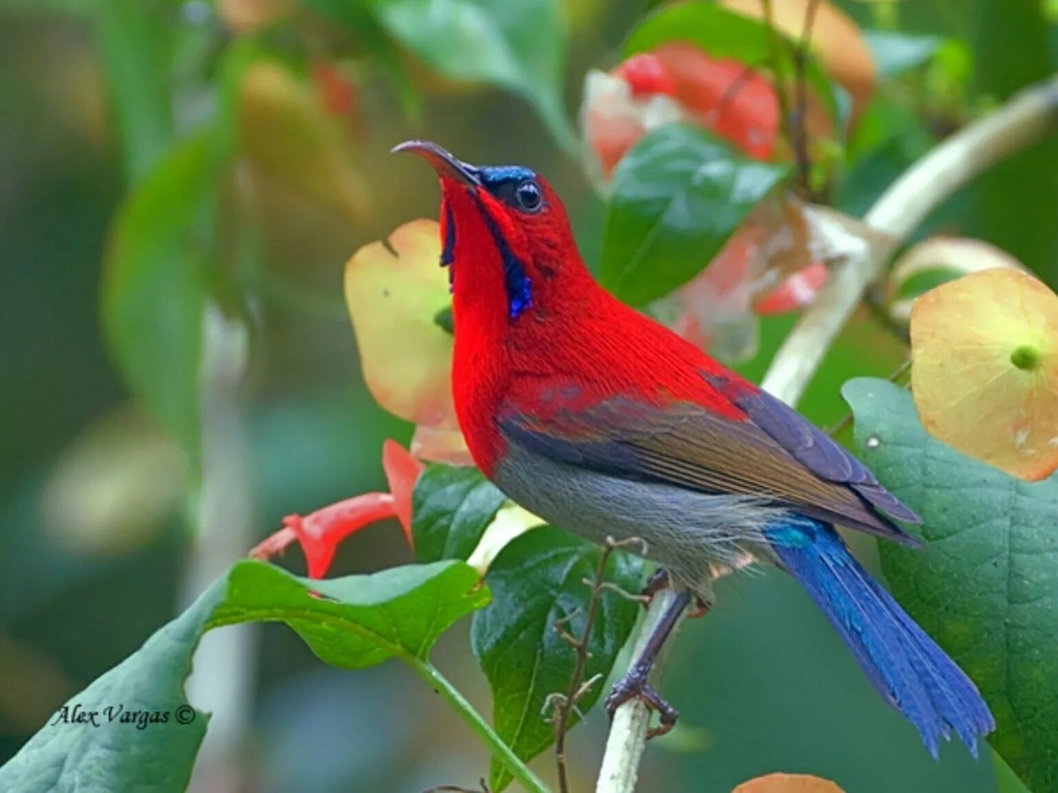 Палестинская нектарница. Crimson Sunbird. Масковый Дакнис. Sunbird птица.