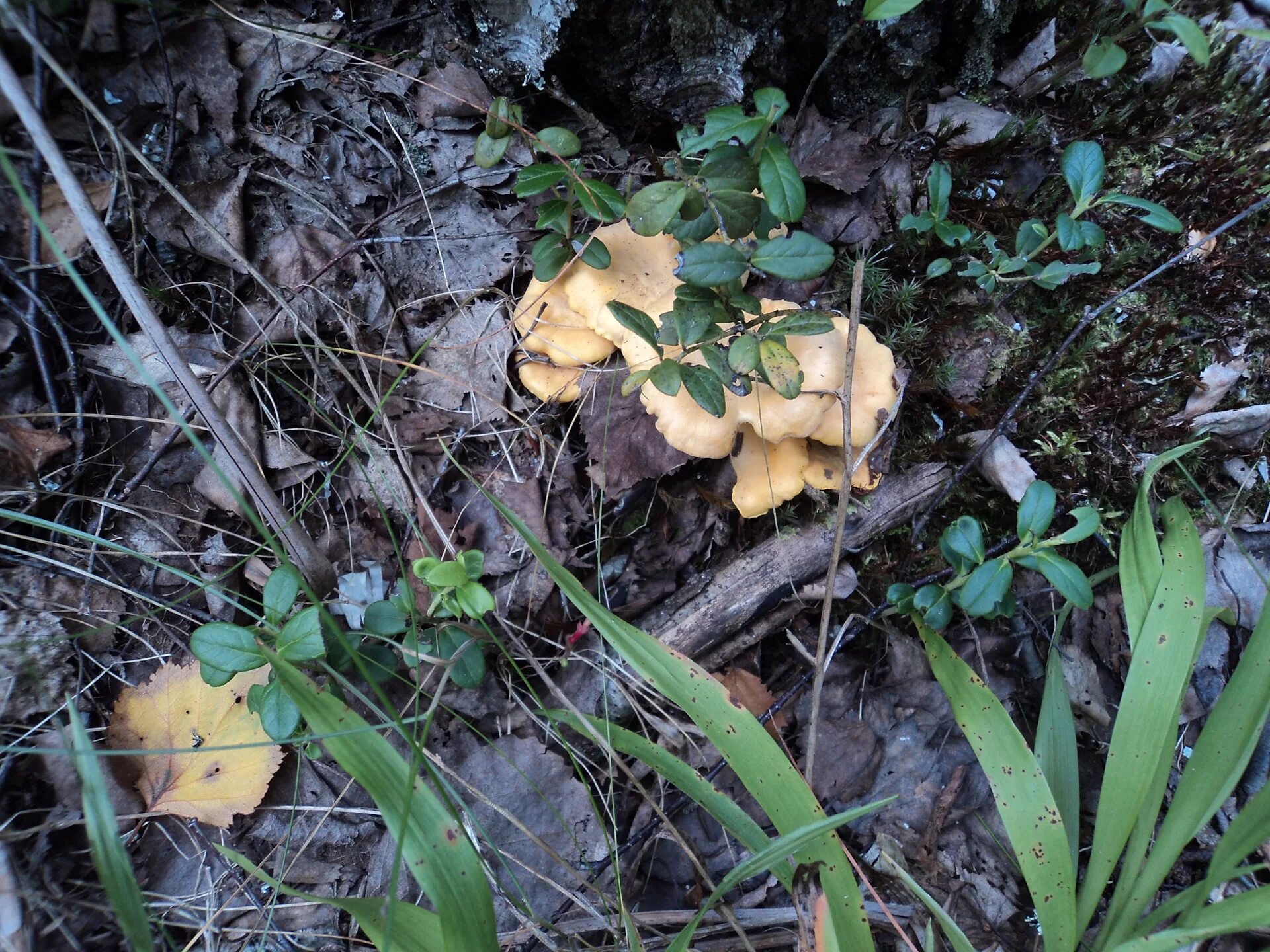 Грибники любители. Грибы смоленск. Грибной сок. Грибники смоленск. Смоленские грибы.