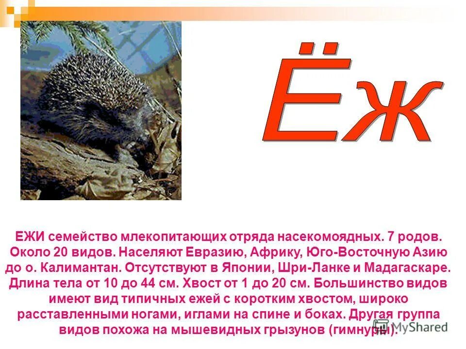 Еж относится к отряду. Еж относится к отряду