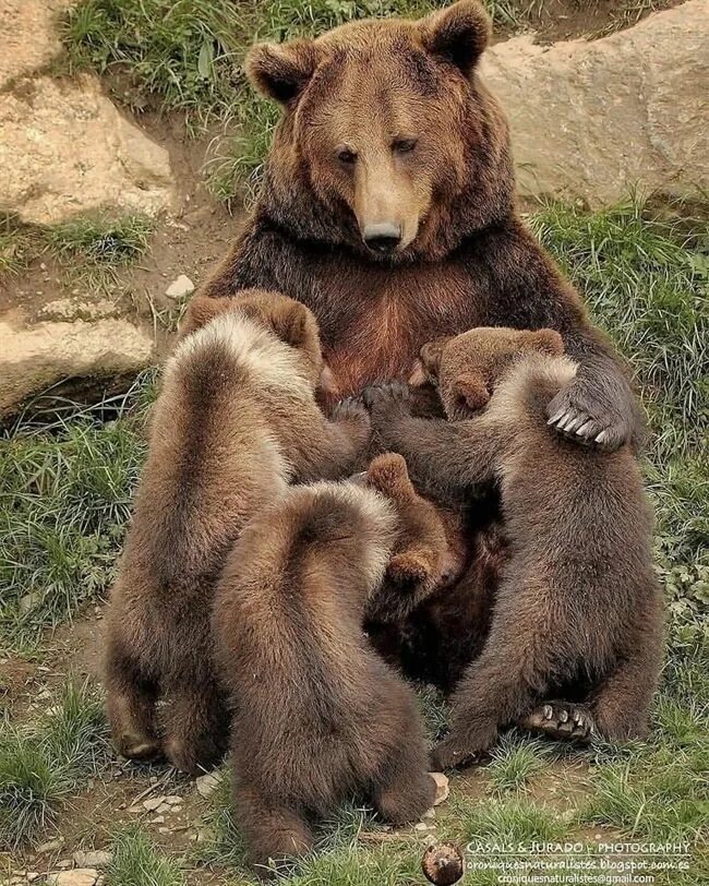Tell bear