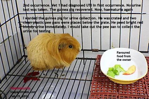 Guinea перевод