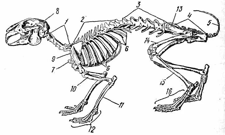 Скелет млекопитающего 7 класс биология. Строение скелета млекопитающих 7 класс биология. Костная система млекопитающих. Скелет млекопитающих анатомия. Рассмотрите кости задних конечностей назовите их обратите