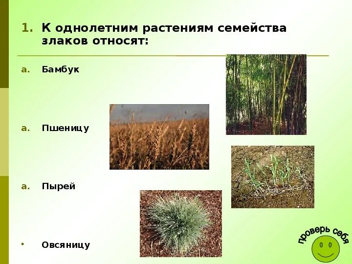Злаки растения примеры названия. Однолетние злаковые травы. Злаковые растения это какие. Семейство злаковые примеры. Семейство злаки многолетние и однолетние травы.