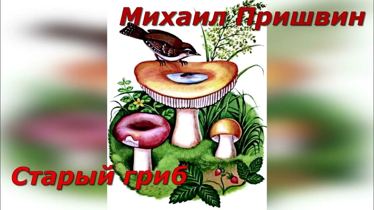 Рассказ старый гриб. М. Рассказ старый гриб. Шульжик. Старый гриб читать.