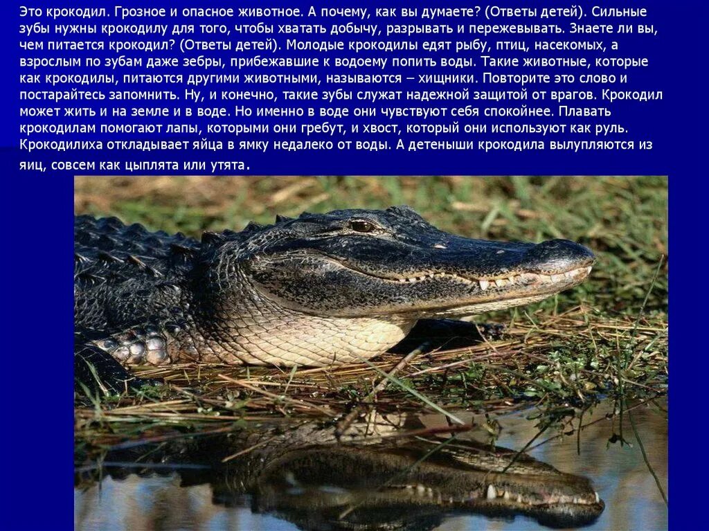 Почему крокодила назвали крокодилом. Как крокодилы защищаются от врагов. Сухопутный крокодил.