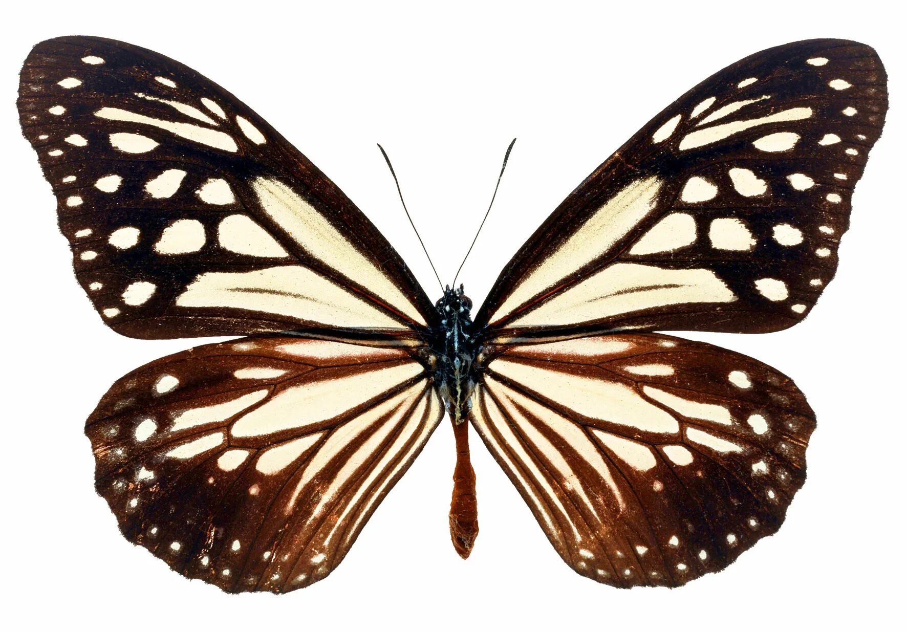 Бабочка. Изображение бабочки. Бабочка рисунок. Красивые бабочки. Включи где бабочки