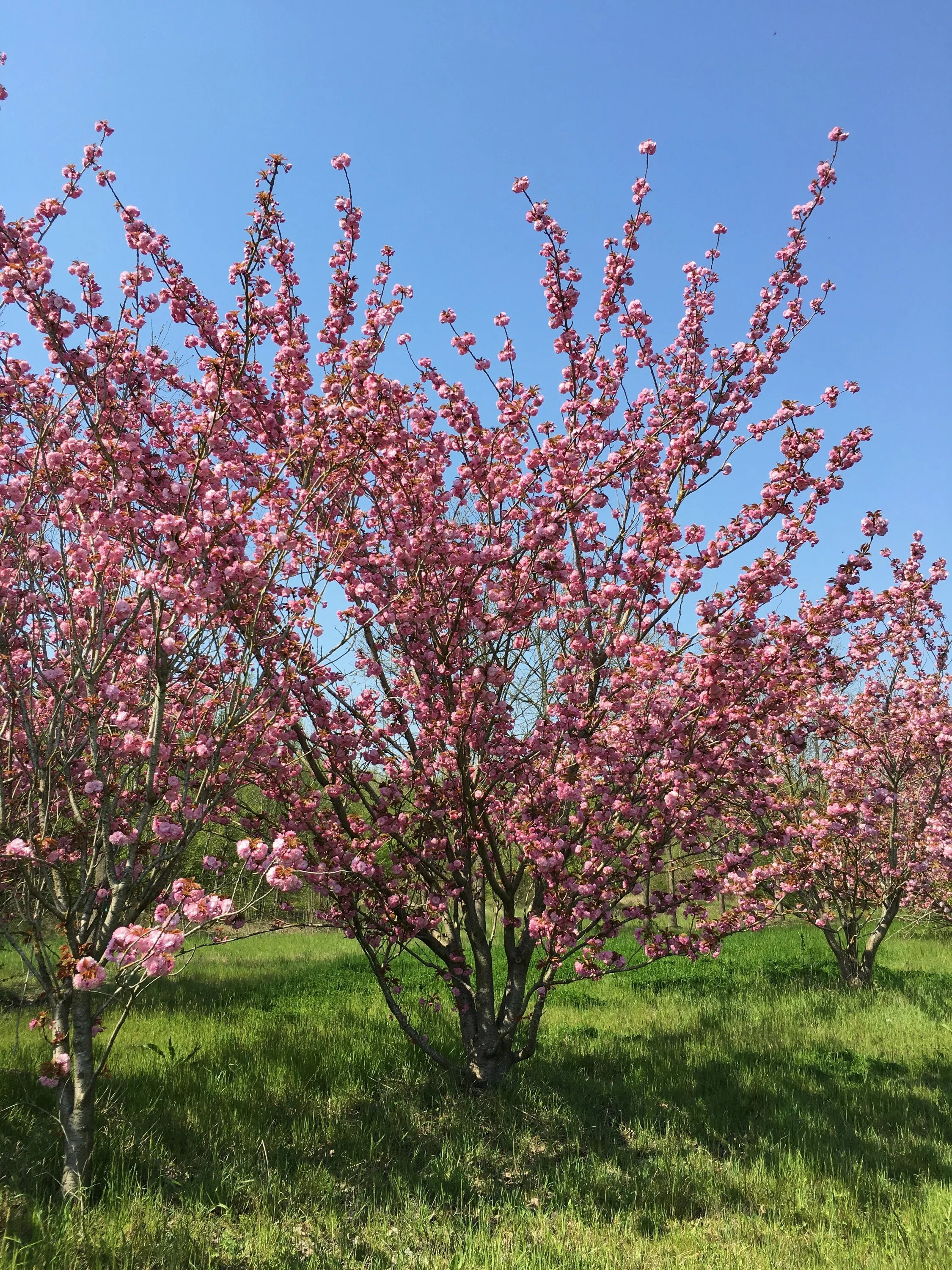 Сакура роял бургунди. Prunus serrulata (вишня мелкопильчатая). Вишня мелкопильчатая Сакура Канзан. Прунус Серрулата. Миндаль Канзан.