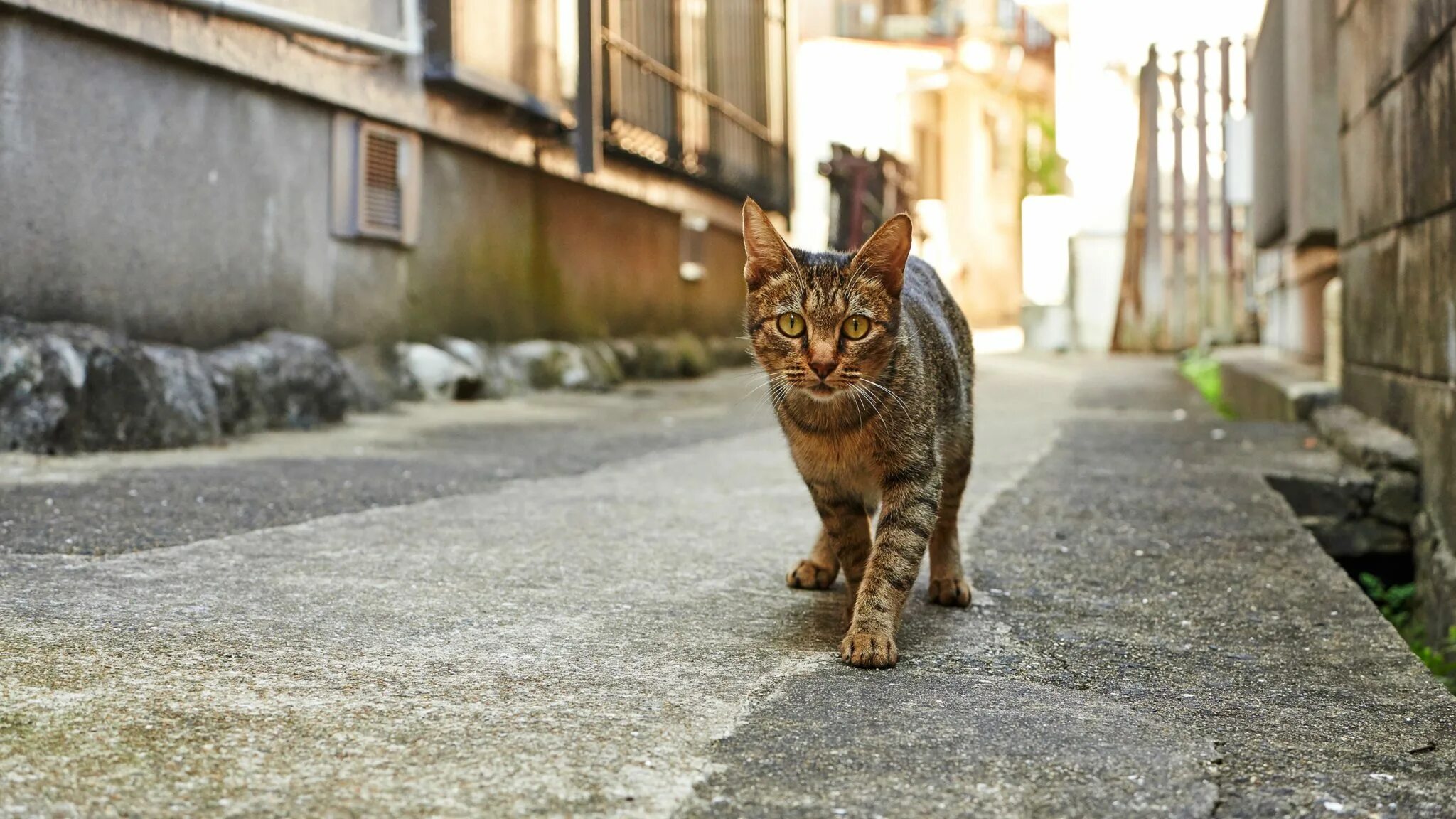 Кошечка гуляет. Уличный кот. Кошка на улице. Уличная кошка. Дворовые коты.