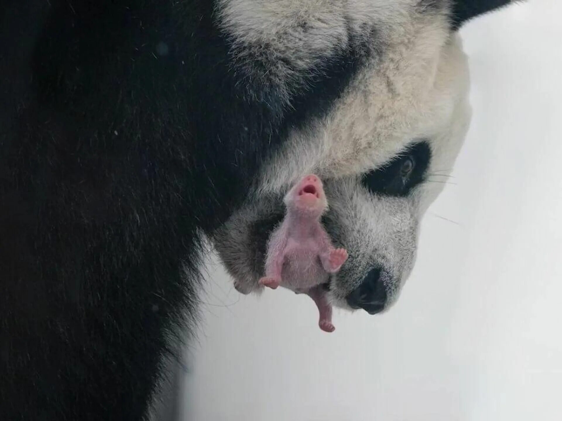 Новорожденные панды. Панда с детенышем в зоопарке. Большая панда рожает. Родилась панда 2023 в московском. Панда с детёнышем.
