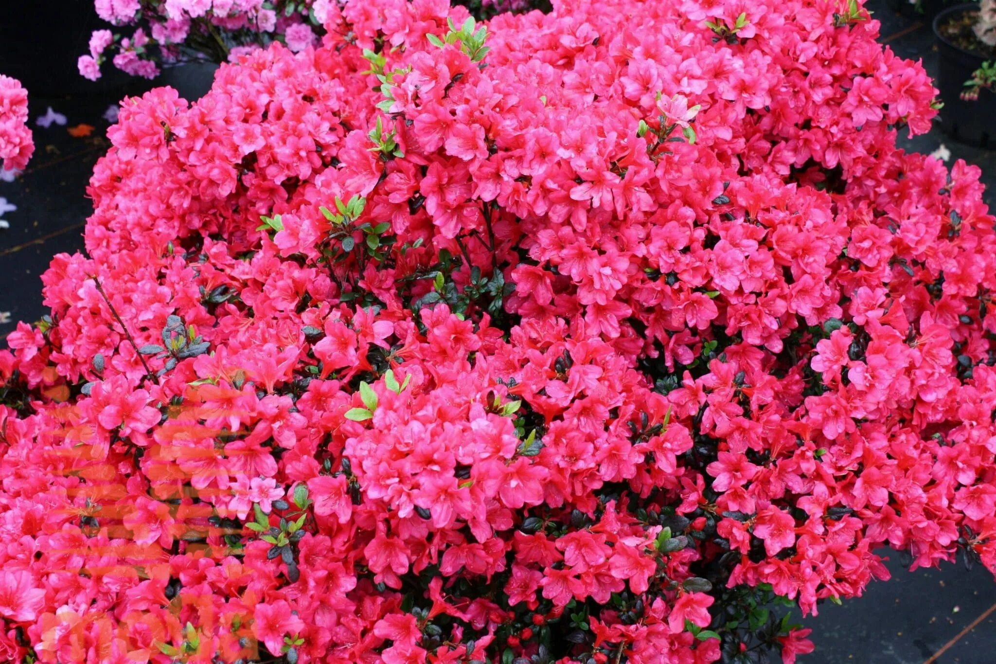 Рододендрон оксидол. Рододендрон simsii. Azalia re. Azalia re. Azalia re.