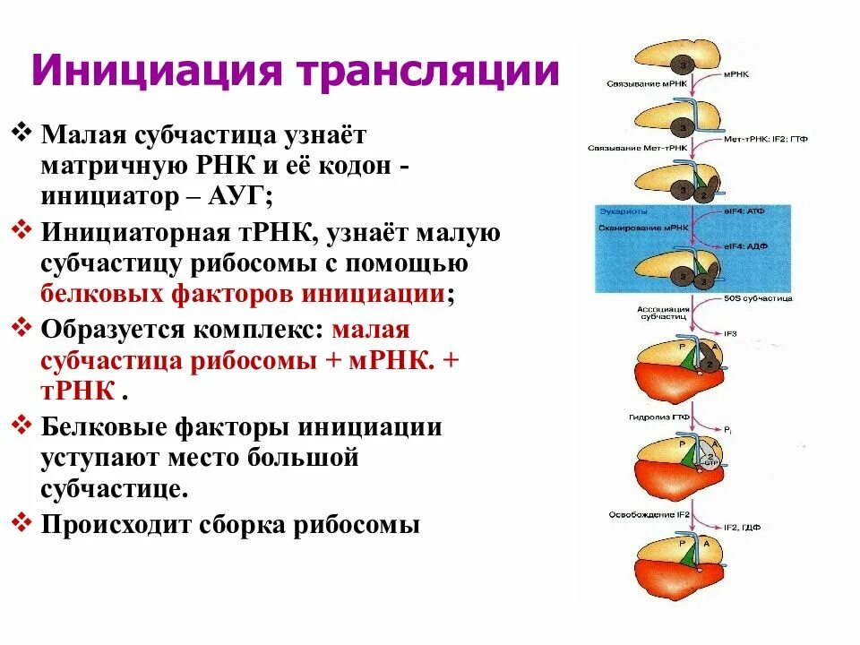 Инициация трансляции белка. Биосинтез белка инициация трансляции. Биосинтез белка трансляция инициация элонгация терминация. Инициация трансляции. Этапы инициации трансляции