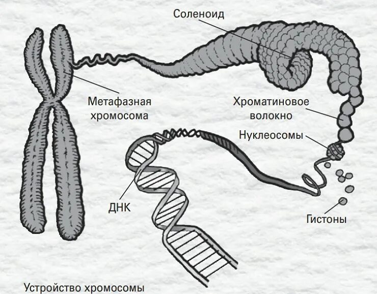 Строение хромосомы. Схематическое строение хромосомы. Хромосома это в биологии. Хромосома рисунок. Мужская хромосома 5