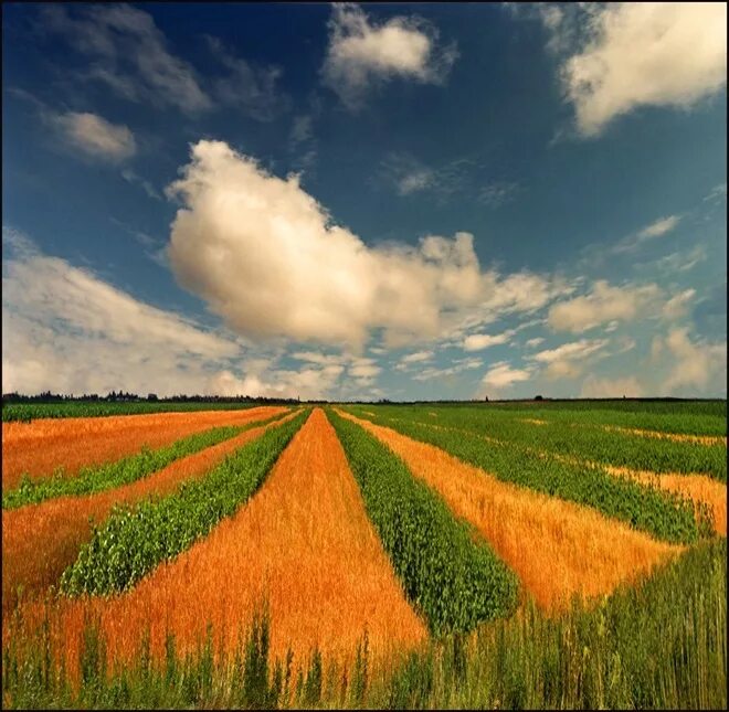 Поле поле я мала. Пахотные поля белоруссия. В поле. Красивое поле. В поле.