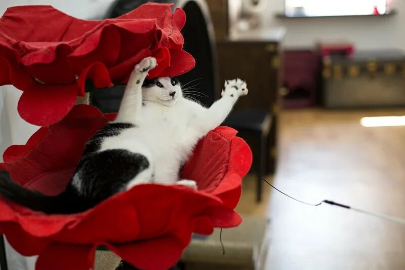 Самая популярная кошка в мире уссурийска. Империя кошек пятница. Империя кошек пятница. Империя кошек пятница. Котоцветы.