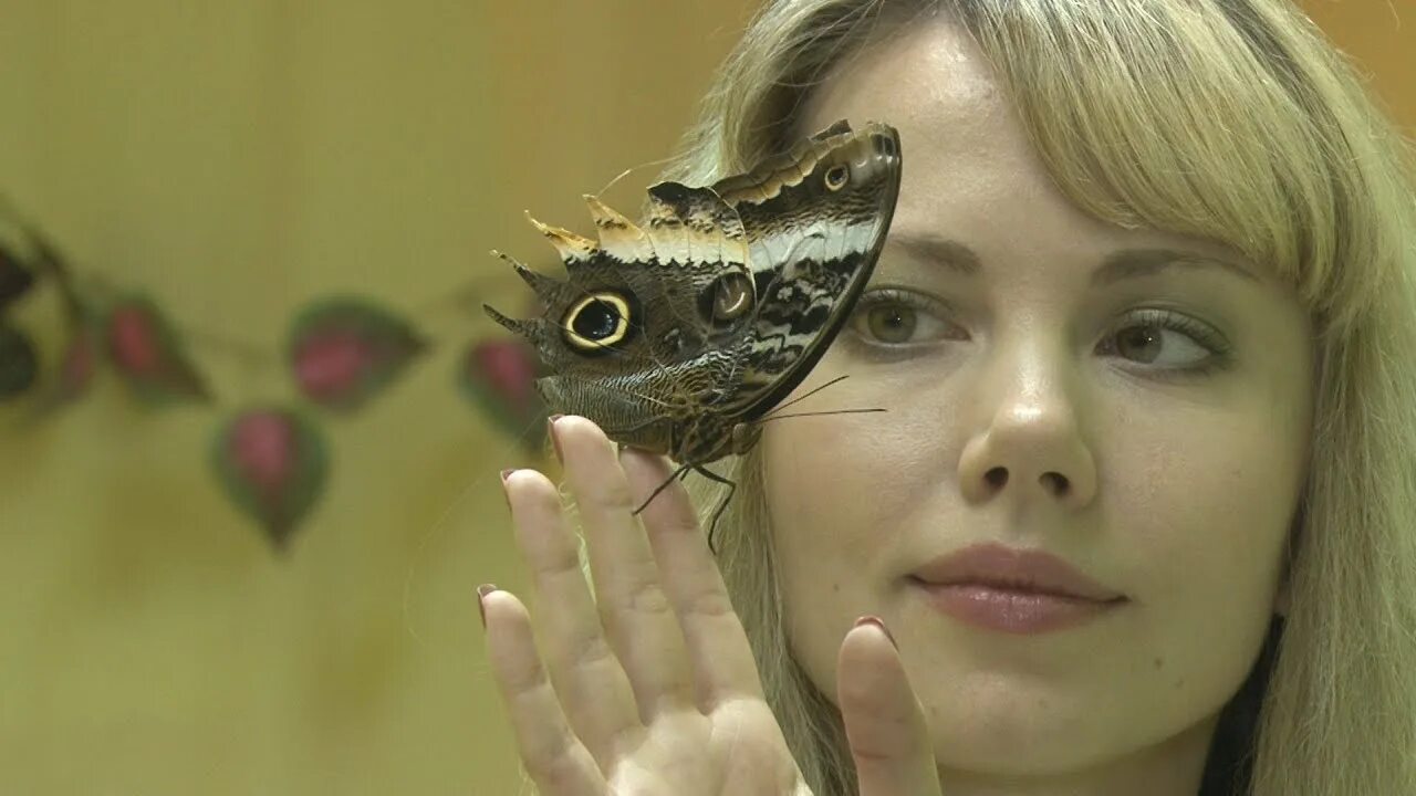 Тропические бабочки. Живые бабочки гелиос королев. Выставка бабочек. Бабочка птицекрыл королевы александры. Выставка живых тропических бабочек.