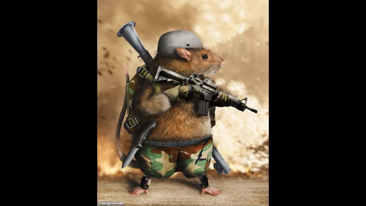 Крыса ак 47. Боевой хомяк. Крыса в военной форме. Штабная крыса и тыловая крыса. Боевой кролик.