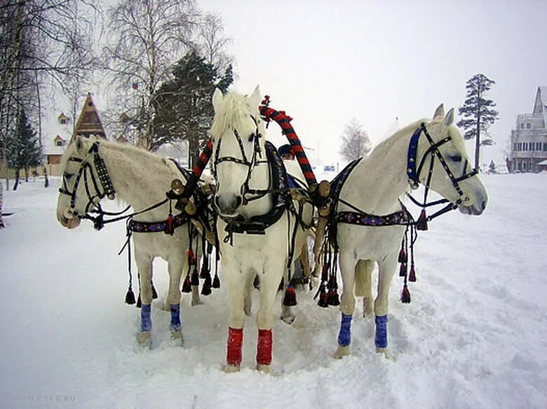 Звон тройки. Тройка лошадей. Русская тройка лошадей. Тройка лошадей зимой. Тройка лошадей с колокольчиками.