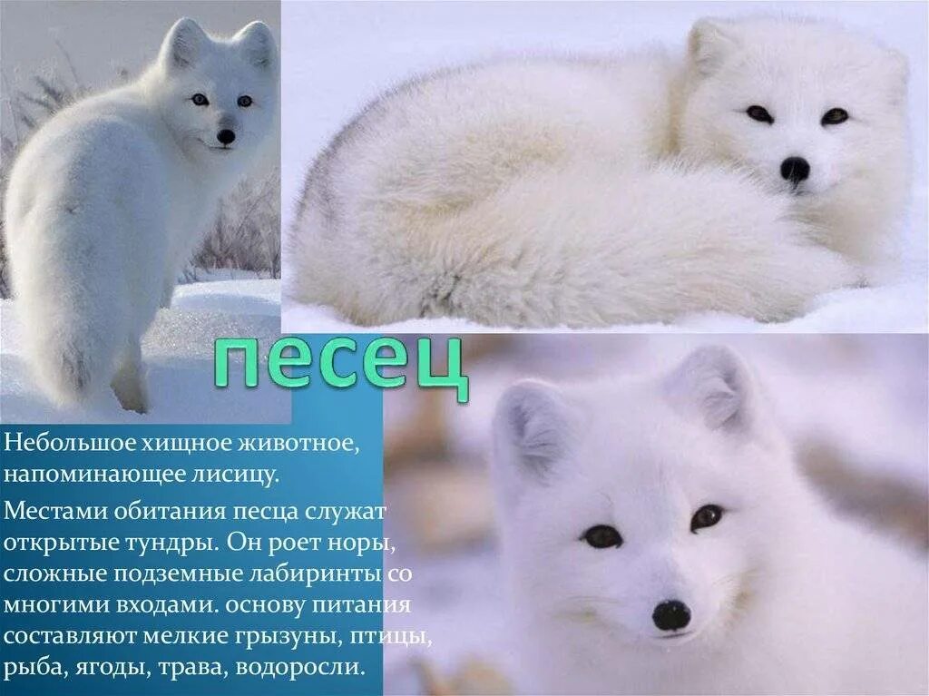 Где жил песец. Среда обитания голубого песца. животные тундры песец рассказ. песец доклад. интересная информация о писце.