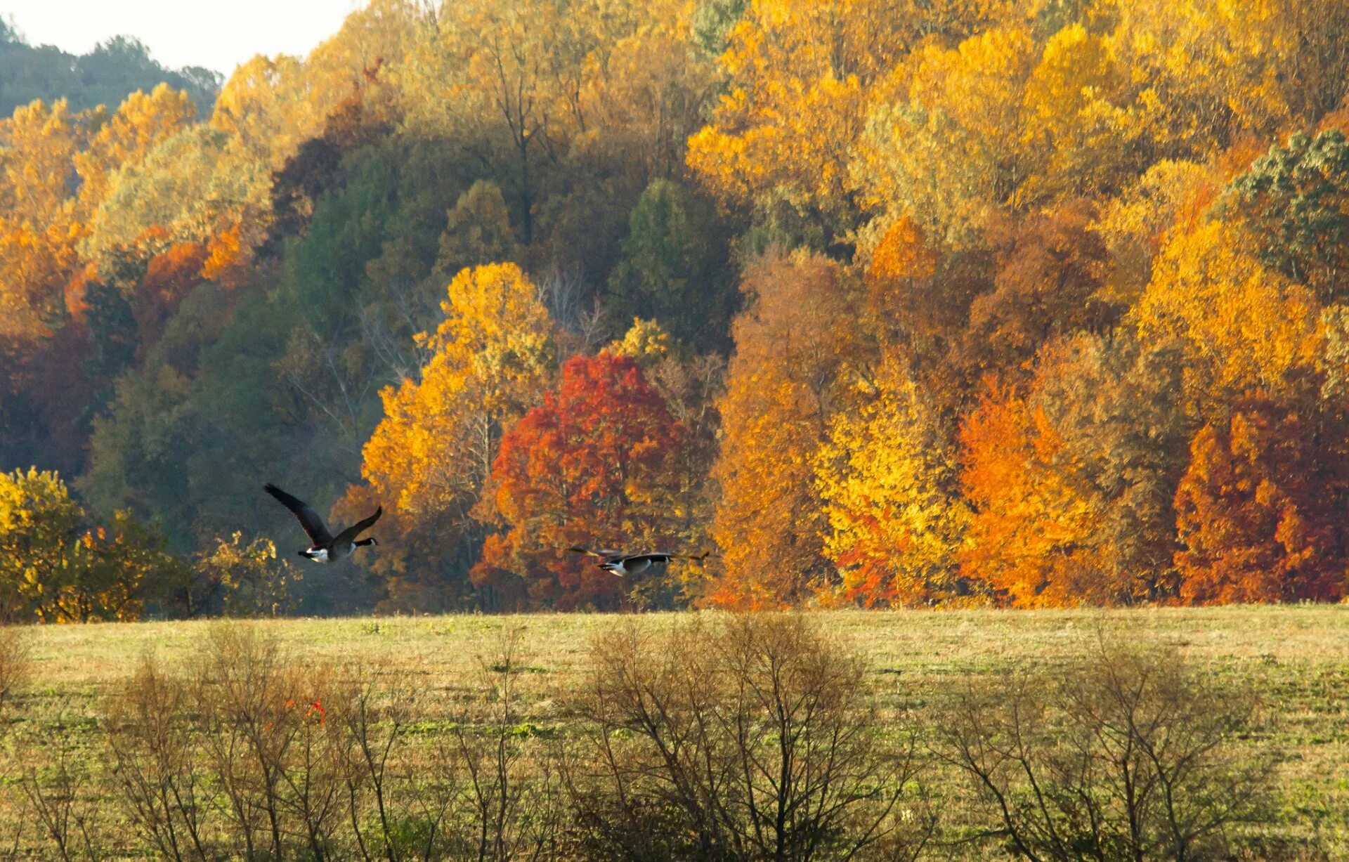 Autumn birds. Осенние птицы. Птицы осенью. Журавли осенью. Осень птицы улетают.