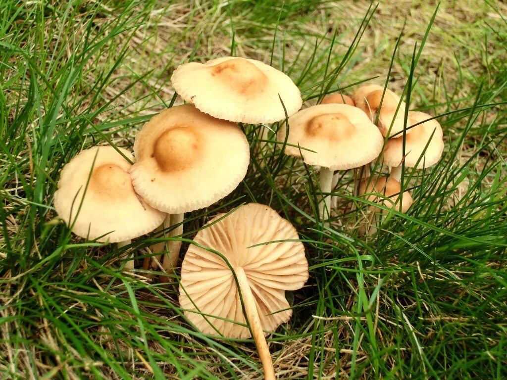 Опенок Луговой Marasmius Oreades. Опенок Луговой негниючник. Опята луговые ложные. Опёнок Луговой съедобные грибы.