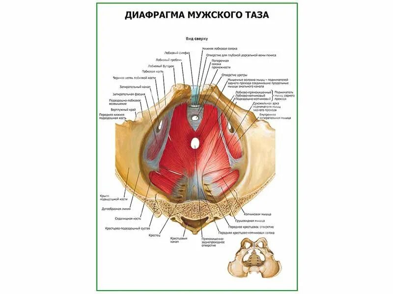 Диафрагма малого таза анатомия. Мышцы диафрагмы таза у мужчин. Строение мочеполовой диафрагмы. Женский орган между