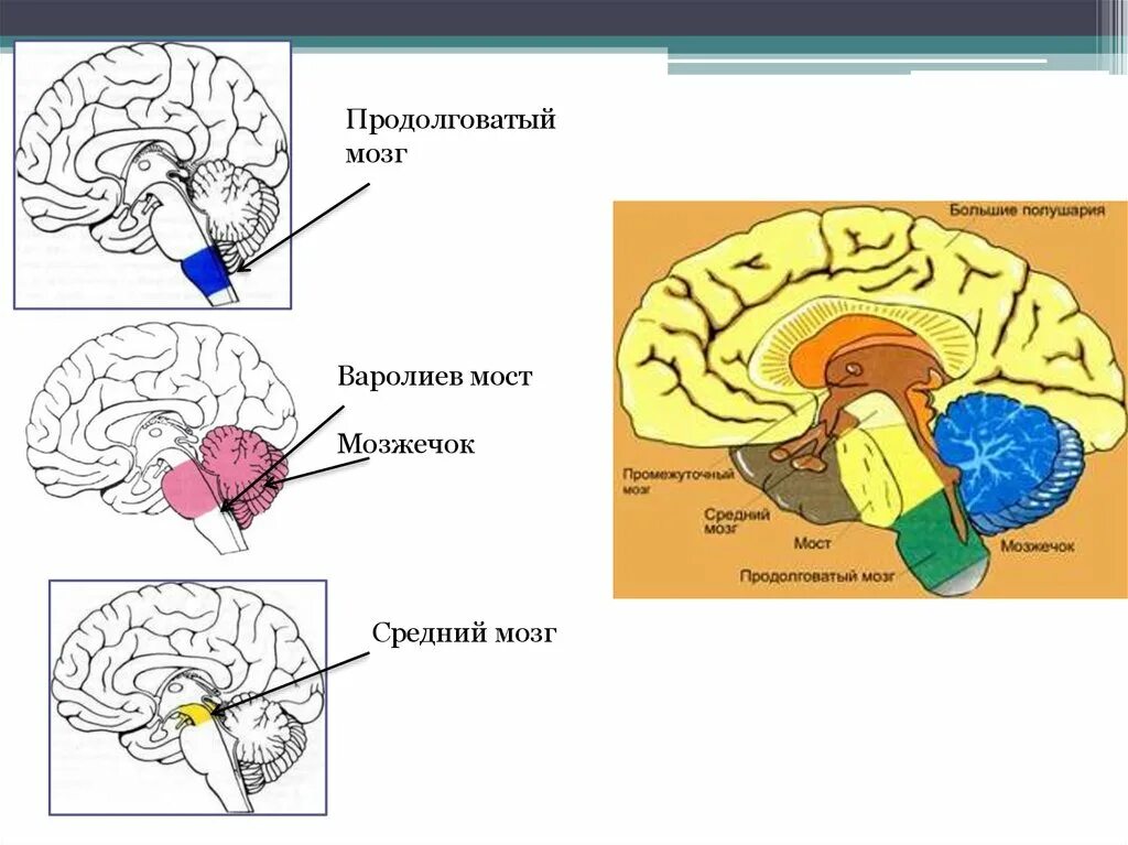 Продолговатый мозг варолиев мост средний мозг. Строение головного мозга варолиев мост. Отделы головного мозга варолиев мост. Головной мозг строение продолговатый мозг варолиев мост.