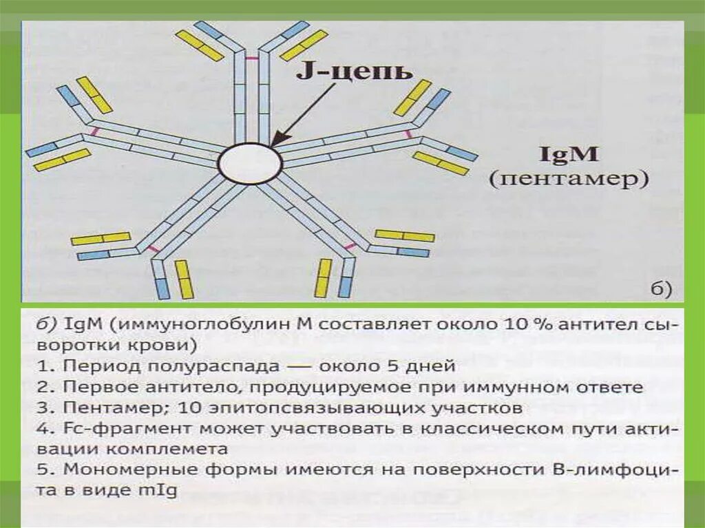 Иммуноглобулины температура