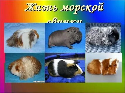Морские свинки живут лет